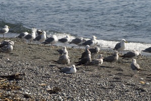 313-1982 Seagulls on the Beach